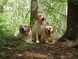LABRADOR 1282